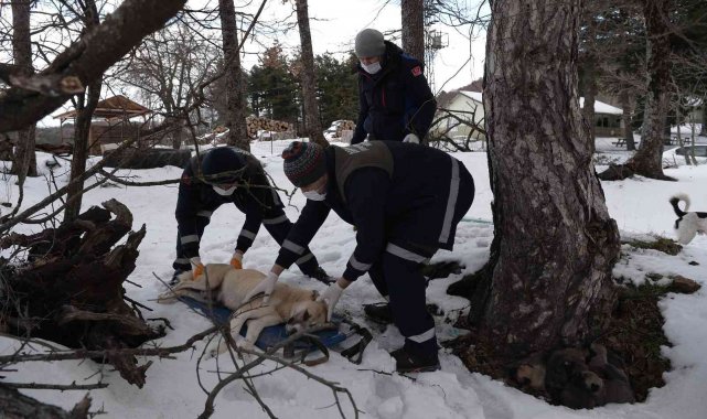 Uludağ'da donmak üzere olan anne ve 7 yavrusu böyle kurtarıldı