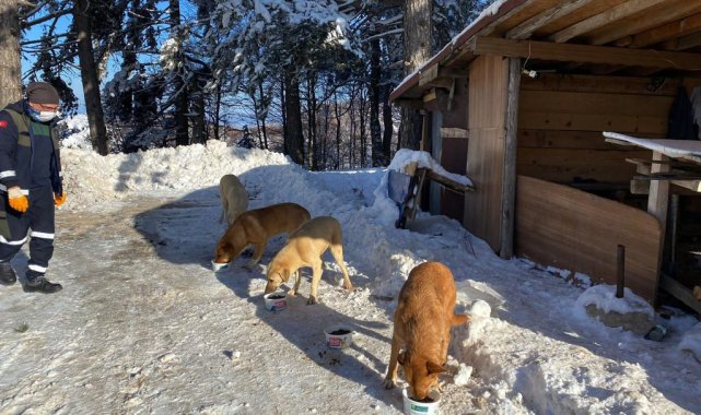 Uludağ'daki can dostlar kış boyu besleniyor