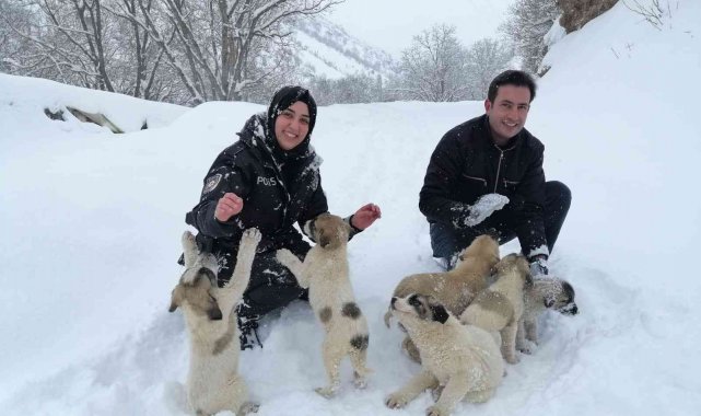 Uludere&#039;de devlet kurumları, sokak hayvanlarını unutmadı