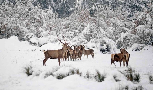 Üniversiteli geyiklerin kar keyfi