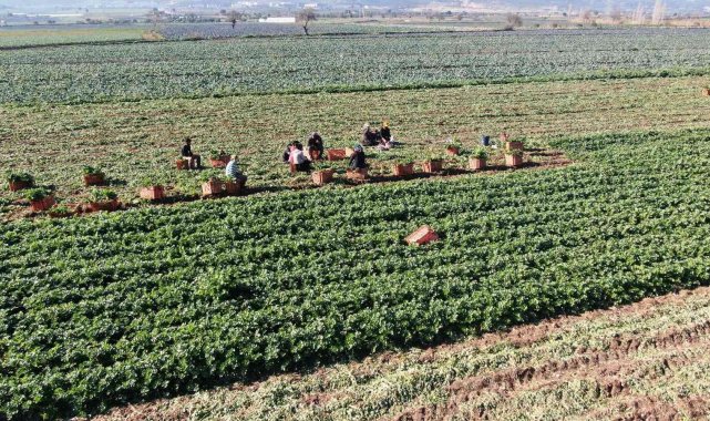 Üreten, satan değil komisyoncu kazanıyor