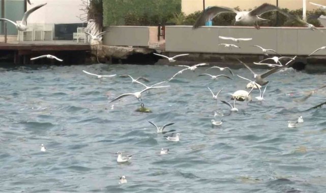 Üsküdar'da aç kalan martılar kıyıya vuran çöplere saldırdı