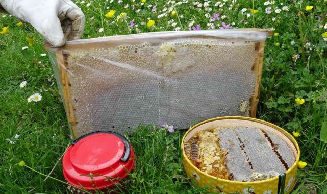 Uzmanı uyardı: "Piyasada hiç arı görmeden üretilen sahte ballar var"