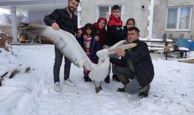 Üzüm bağına düşen pelikana sahip çıktılar