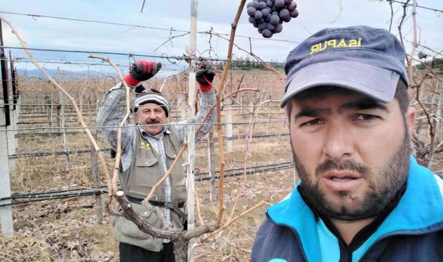 Üzüm bağlarında budama çalışmaları devam ediyor