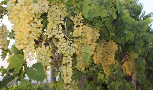 Üzüm ihracatı yüzde 33 arttı