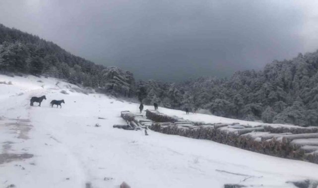 Vahşi yılkı atlarına karda yem desteği