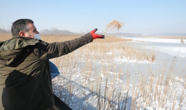 Vali Atay yaban hayatı yemledi