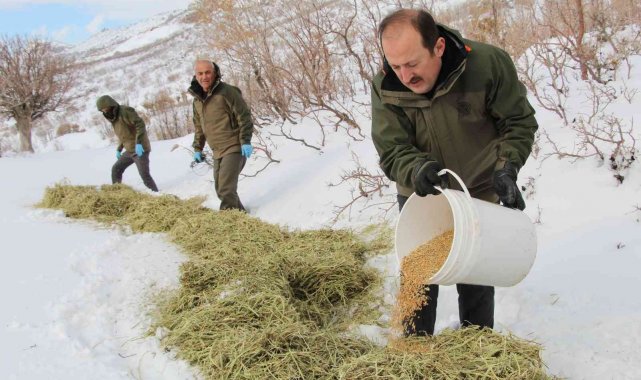 Vali Çırav Dağı'nda yaban hayvanları için doğaya yem bıraktı
