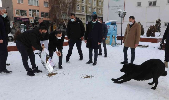 Vali Öksüz, sokak hayvanlarına yiyecek verdi
