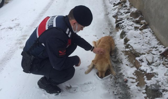 Vali Şıldak&#039;tan Sokak Hayvanları İçin Çağrı