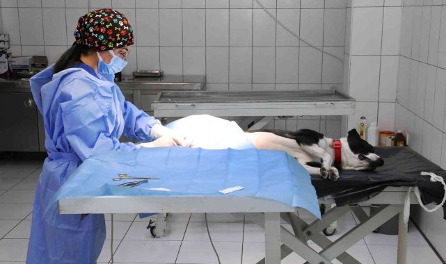 Van Büyükşehir Belediyesi yasak ırkları ücretsiz kısırlaştırıyor