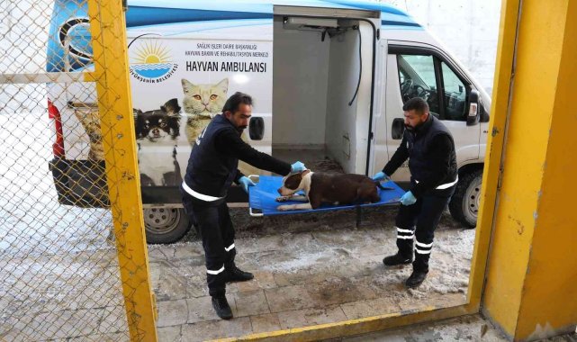 Van Büyükşehir Belediyesi yasaklı ırk köpekleri ücretsiz kısırlaştıracak