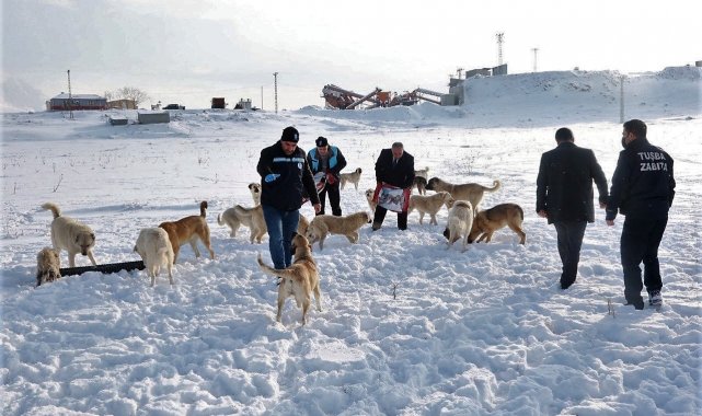 Van YYÜ'deki sokak hayvanları Tuşba Belediyesine emanet