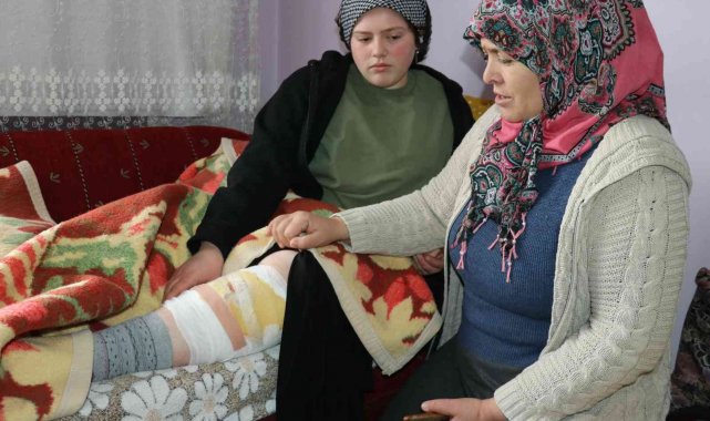 Van'da başıboş köpek dehşeti