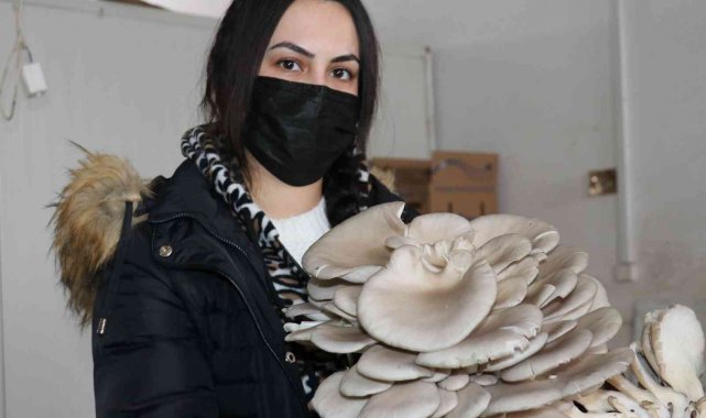 Van'da istiridye mantarına yoğun ilgi