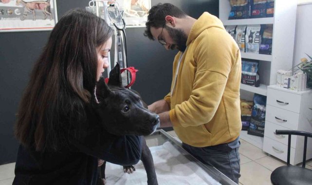 Veteriner kliniklerinde son gün çip yoğunluğu