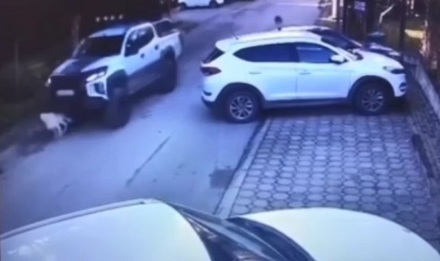 Vicdansız sürücü köpeği göz göre göre böyle ezdi