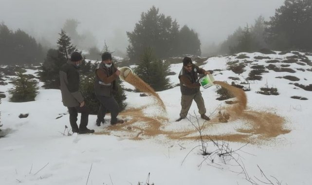 Yaban hayat için 600 kilogram yem bırakıldı