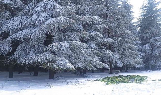 Yaban hayatı unutulmadı, karların üzerine 750 kilo yem bırakıldı