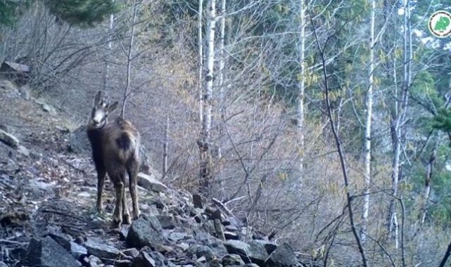 Yaban hayatındaki çeşitlilik fotokapanlara yansıdı