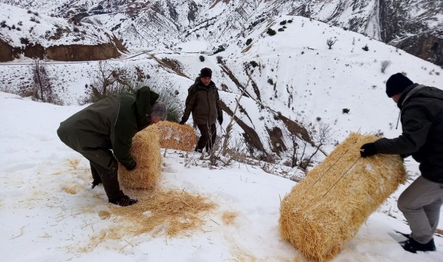 Yaban hayvanları için karlı dağlara yem bırakıldı