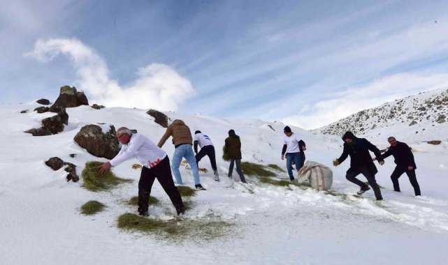Yaban hayvanları için Süphan Dağı eteklerine yem bırakıldı