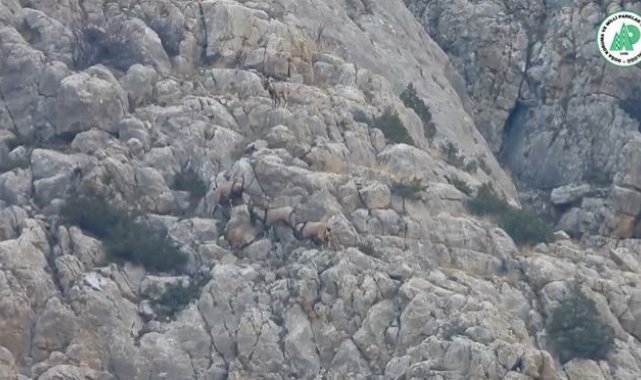 Yaban keçilerinin liderlik kavgası kameralarda