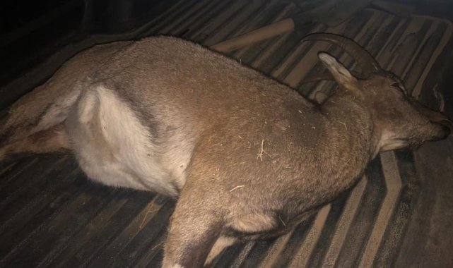 Yaban keçisi avlayan 3 kaçak avcı yakalandı