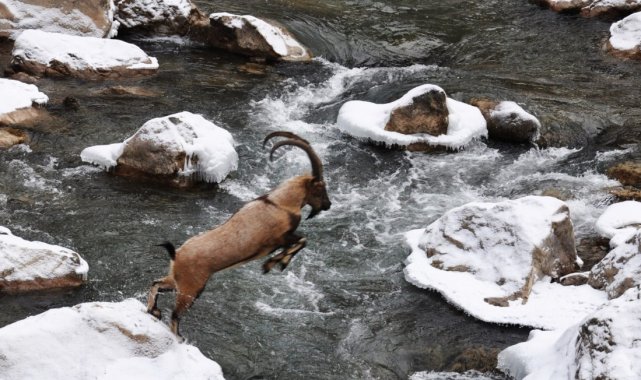 Yaban keçisinin kayadan kayaya atlayışı görüntülendi