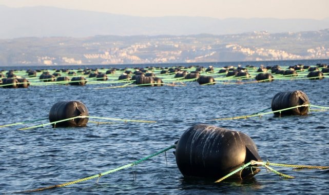 Yalova'da kurulan midye çiftlikleri yılda 126 milyon ciro yapacak