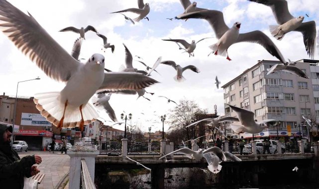 Yalova&#039;da martıların simit kapma yarışı renkli görüntüler oluşturdu