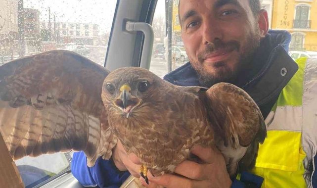 Yaralı atmacaya vatandaş sahip çıktı