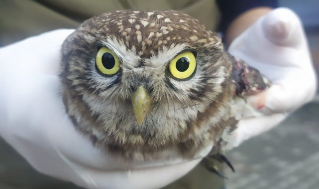 Yaralı baykuş ve şahin tedavi altına alındı