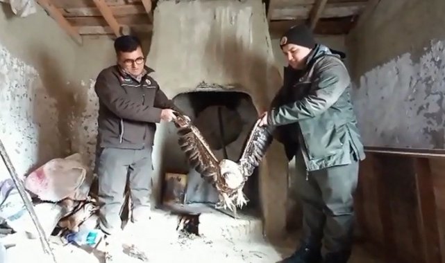 Yaralı bulduğu kartalı kümesindeki tavuklarla besledi