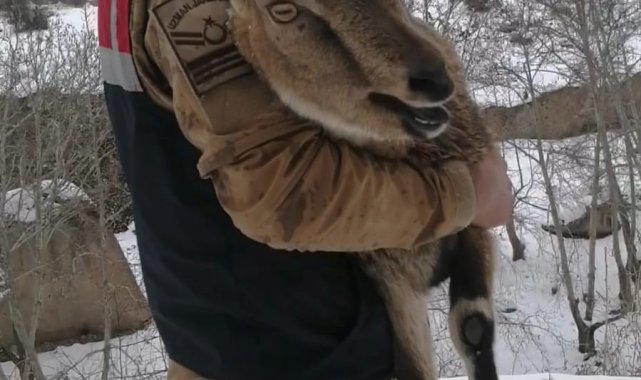 Yaralı dağ keçisi koruma altına alındı