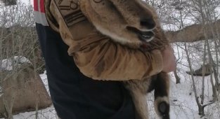 Yaralı dağ keçisi koruma altına alındı