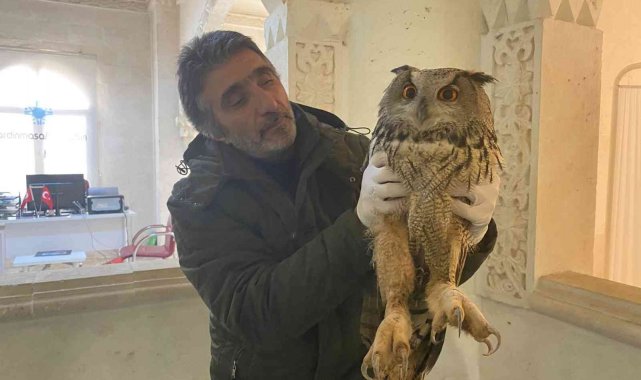Yaralı halde bulunan dev baykuş tedavi altına alındı