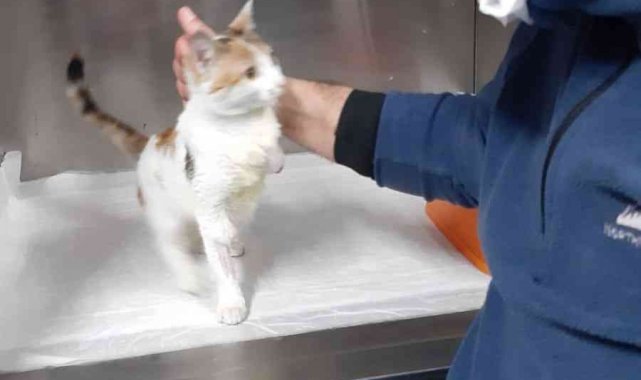Yaralı kedi şefkatli ellerde sağlığına kavuştu