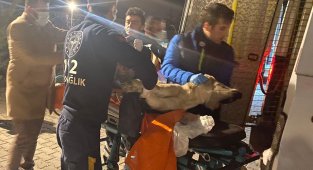 Yaralı köpeğe ilk müdahale 112'den geldi