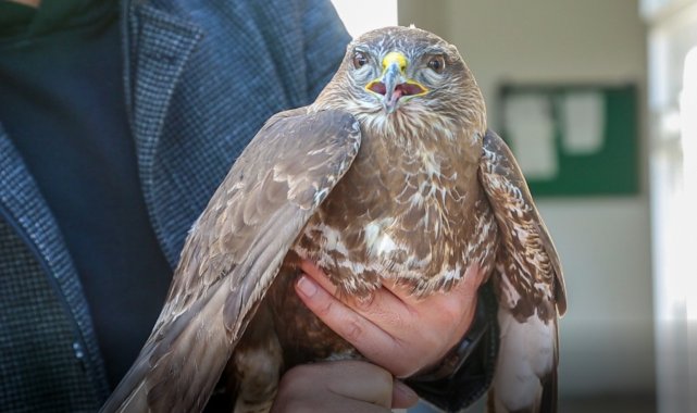 Yaralı şahin tedavi altına alındı
