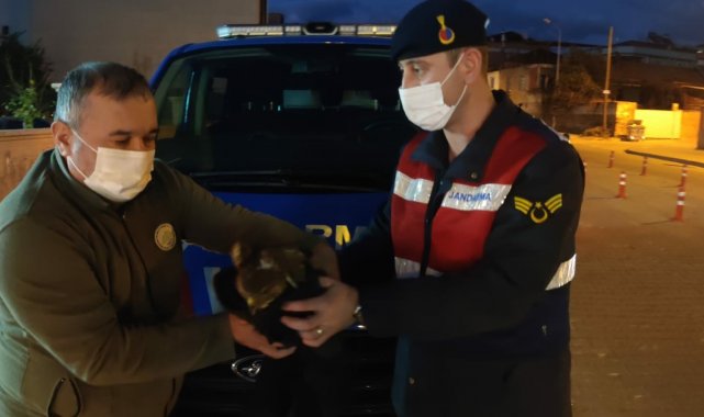 Yaralı Şahin'i jandarma kurtardı