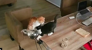 Yaramaz kedilerin balıklarla oyunu pahalıya mal oldu