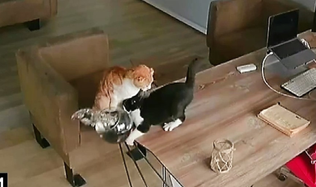 Yaramaz kedilerin balıklarla oyunu pahalıya mal oldu