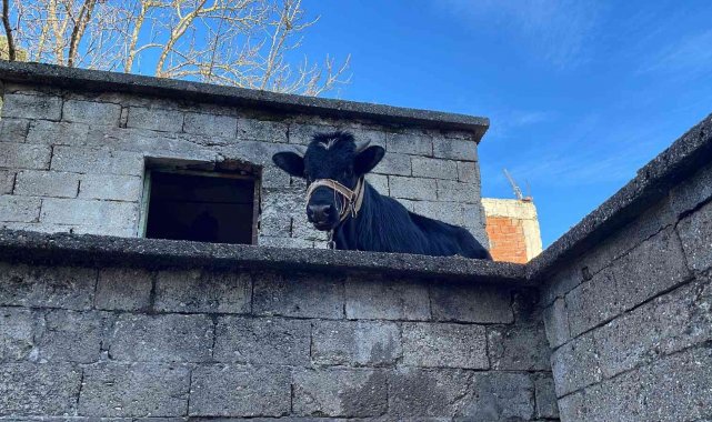Yaramaz tosun yine durmadı