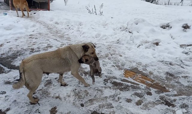 Yaramaz yavru köpeğe anne şefkati