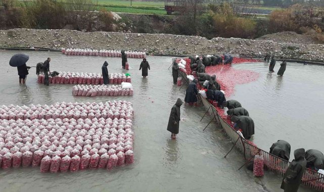 Yarım metre su içinde turp işçisi kadınların ekmek mücadelesi