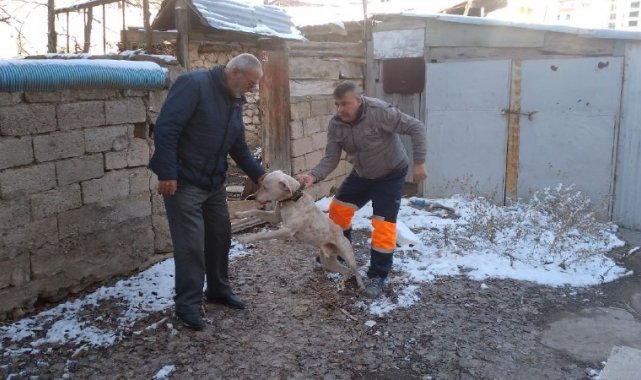 Yasak ırk köpeğini kendi elleri ile teslim etti