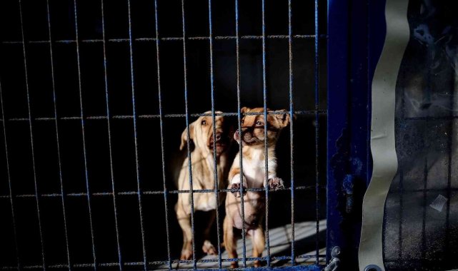 Yasak ırklar için Bursa'da önemli çalışma