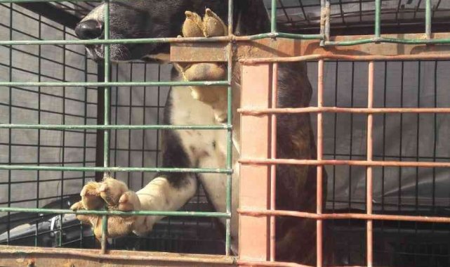 Yasaklı hayvan sahipleri uyarıldı